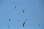 Tonle Sap - Prek Toal 'bird sanctuary' - Asian Openbill Stork